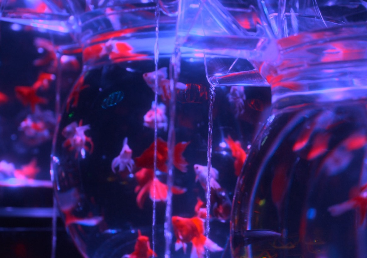 金魚妻